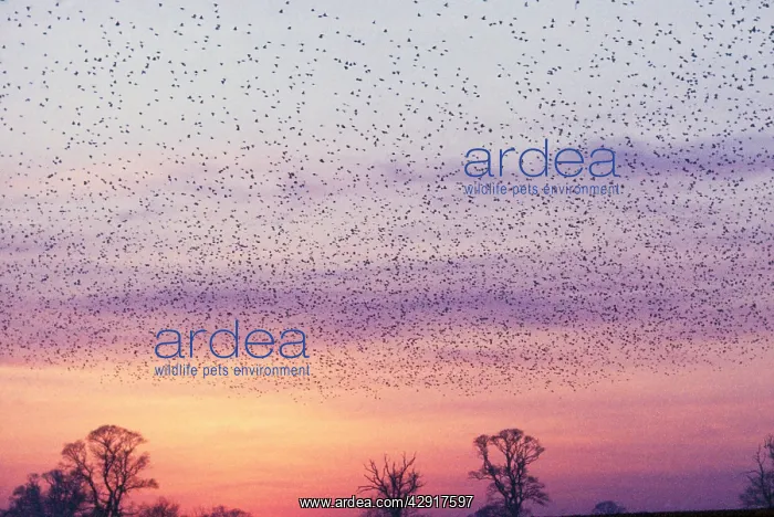 : STARLINGS - flying to roost : STARLINGS - flying to roost