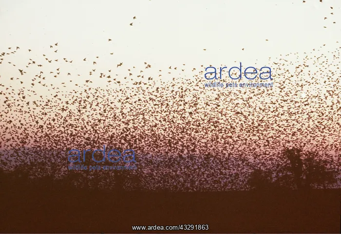 : STARLINGS - flying to roost : STARLINGS - flying to roost