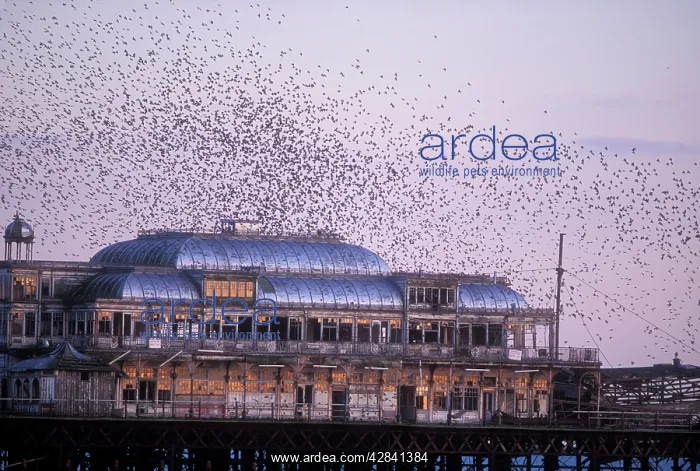 : STARLINGS - flying to roost on Brighton Pier : STARLINGS - flying to roost on Brighton Pier