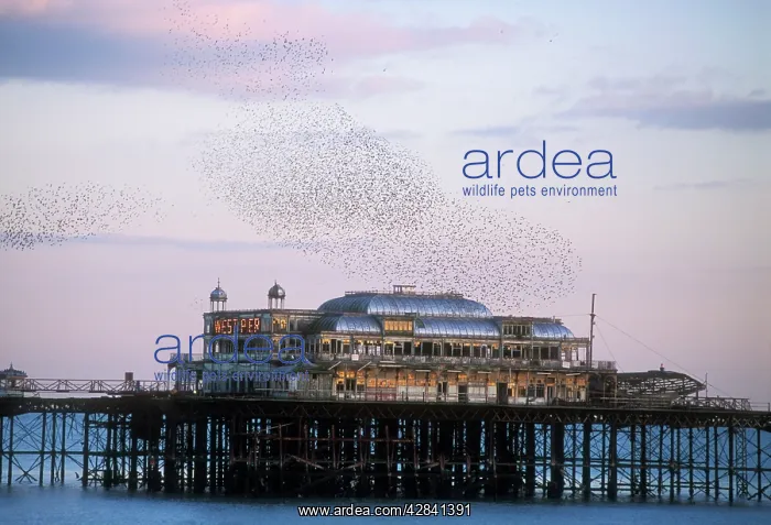 : STARLINGS - flying to roost on Brighton Pier : STARLINGS - flying to roost on Brighton Pier