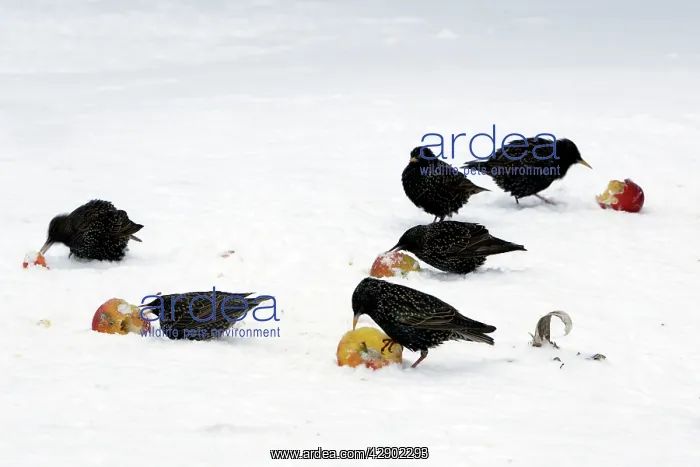 : Starlings - in the garden eating apples : Starlings - in the garden eating apples