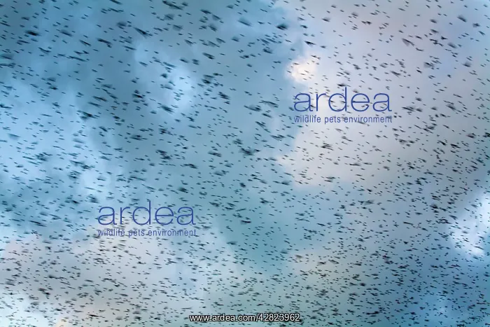 : Starlings - going to roost : Starlings - going to roost