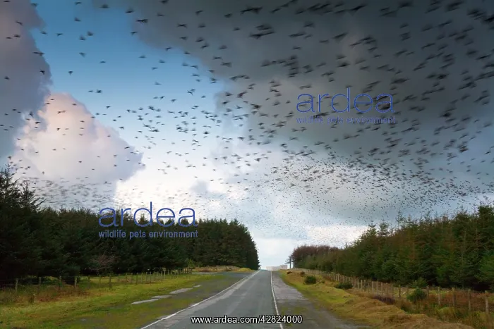 : Starlings - going to roost : Starlings - going to roost