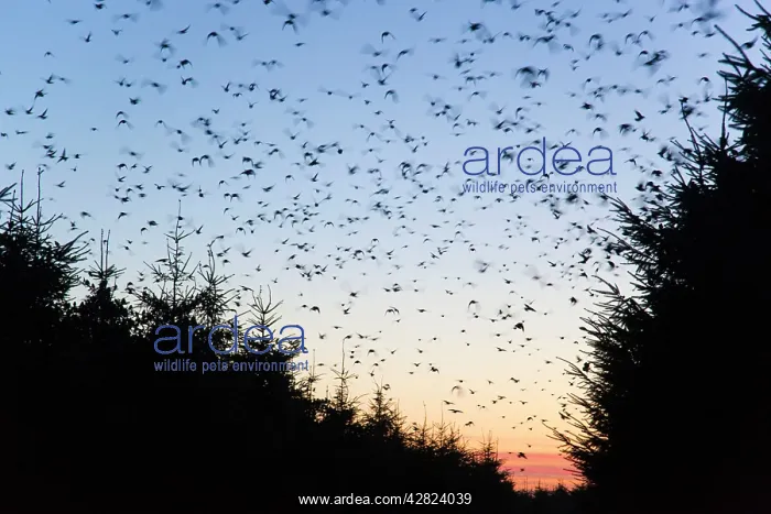 : Starlings - going to roost : Starlings - going to roost