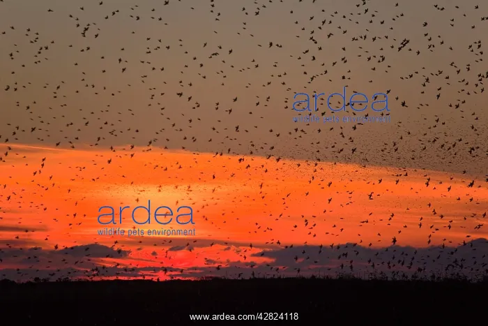 : Starlings - going to roost : Starlings - going to roost