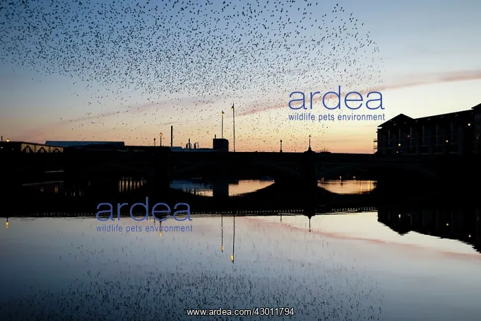 : Starlings going to roost : Starlings going to roost