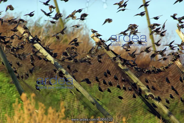 : Starlings - Landing on fence surrounding land-fill site : Starlings - Landing on fence surrounding land-fill site