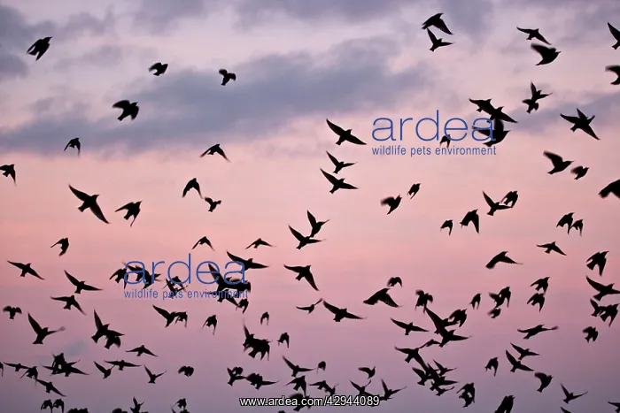 : Starlings - Mass of birds in flight : Starlings - Mass of birds in flight