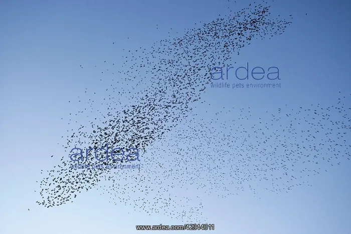 : Starlings - Mass manouver in the skys above the : Starlings - Mass manouver in the skys above the