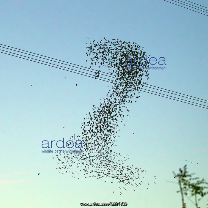 : Starlings - a murmuration in the shape of number : Starlings - a murmuration in the shape of number