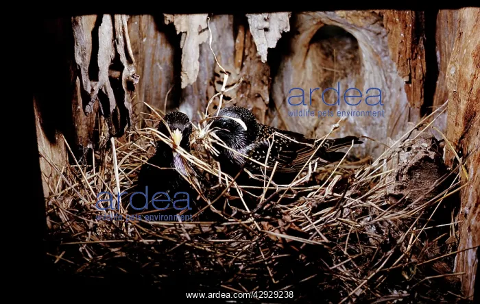 : STARLINGS - pair, nest building : STARLINGS - pair, nest building