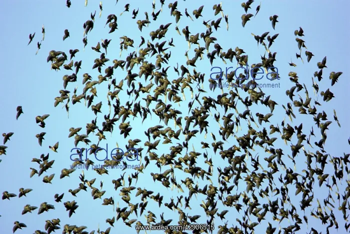 : Starlings - Panic in flock due to presence of sparrowhawk : Starlings - Panic in flock due to presence of sparrowhawk