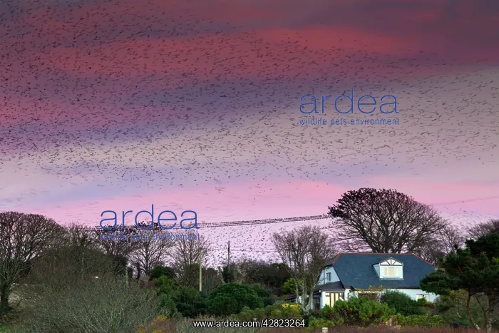: Starlings - preparing to roost : Starlings - preparing to roost