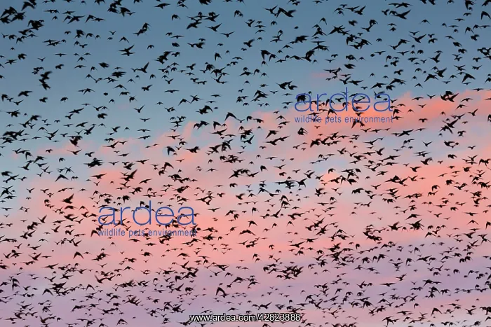 : Starlings - preparing to roost : Starlings - preparing to roost