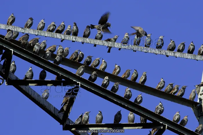 : Starlings - Resting on electric pylon : Starlings - Resting on electric pylon