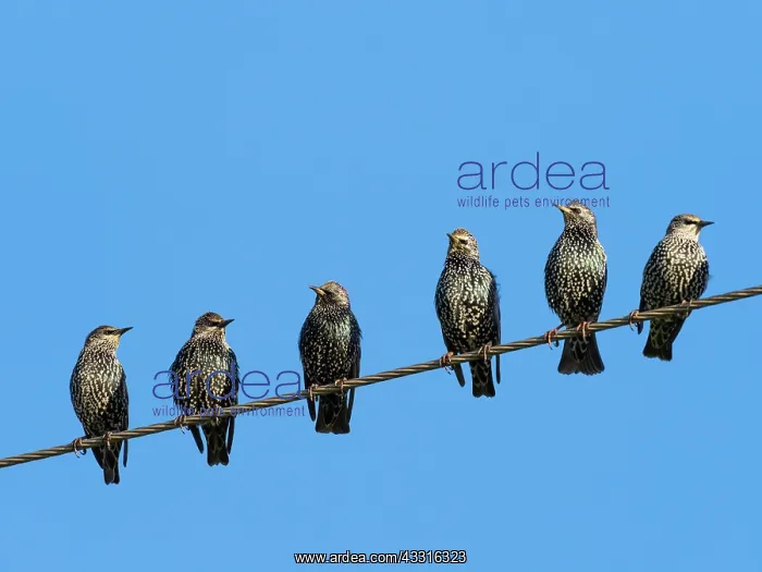 : Starlings - Resting on power line in autumn, Northumberland : Starlings - Resting on power line in autumn, Northumberland