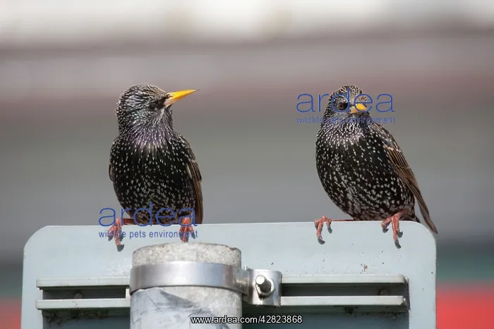 : Starlings - on a road sign : Starlings - on a road sign