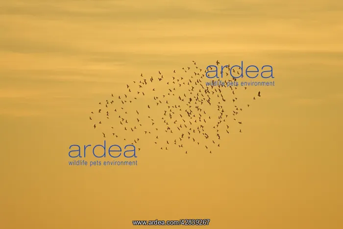  : Starlings - roosting flock being attacked by single hawk