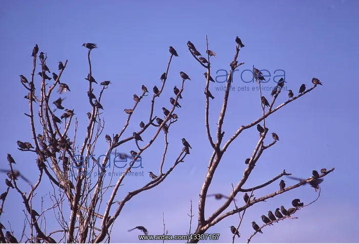 : STARLINGS - roosting in tree : STARLINGS - roosting in tree