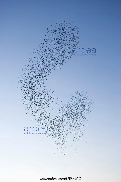 : Starlings - Shape shifting manoeuvres in the sky : Starlings - Shape shifting manoeuvres in the sky