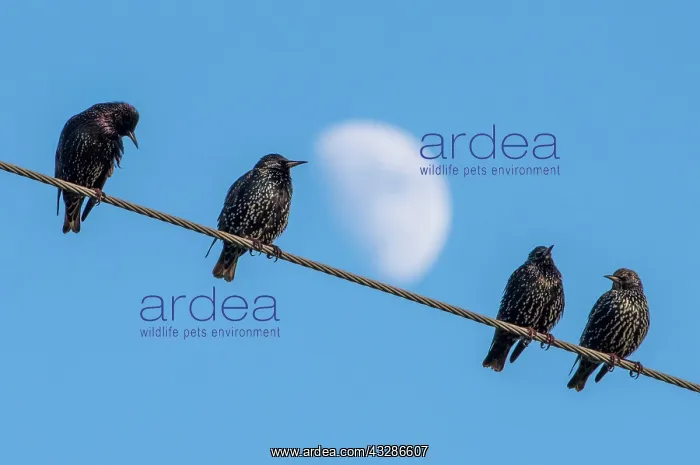 : Starlings (Sturnidae) on electricity wire, Chipping : Starlings (Sturnidae) on electricity wire, Chipping