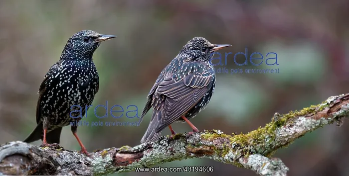 : Starlings (Sturnus vulgaris) on a branch, Vosges : Starlings (Sturnus vulgaris) on a branch, Vosges