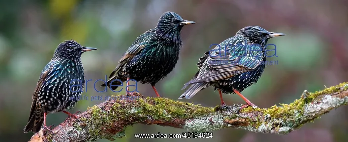 : Starlings (Sturnus vulgaris) on a branch, Vosges : Starlings (Sturnus vulgaris) on a branch, Vosges