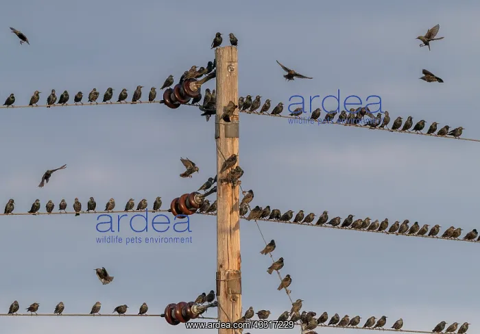 : Starlings, Sturnus vulgaris, in flocks around telephone : Starlings, Sturnus vulgaris, in flocks around telephone