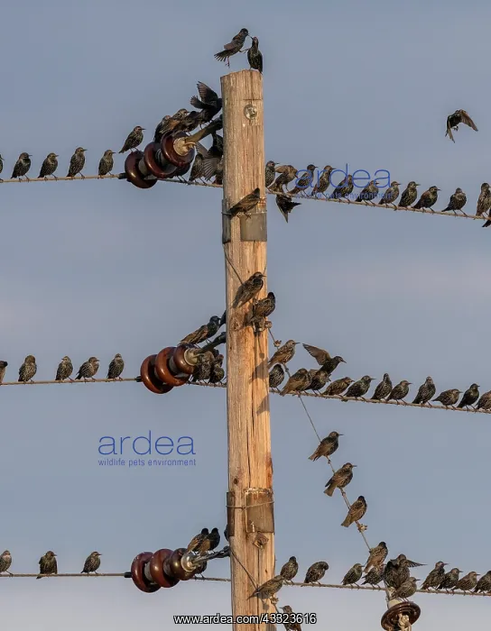 : Starlings, Sturnus vulgaris, in flocks around telephone : Starlings, Sturnus vulgaris, in flocks around telephone