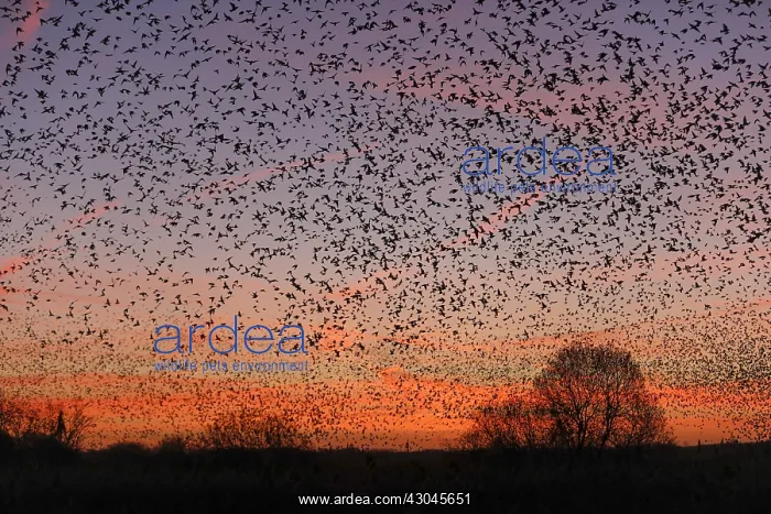  : Starlings - Sunrise - Somerset - UK