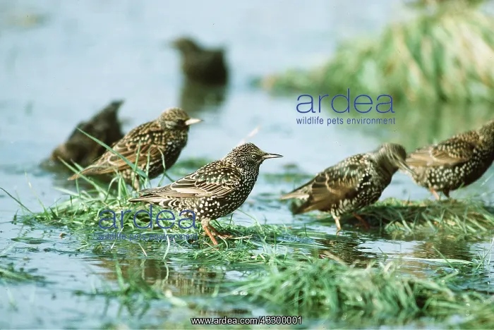 : STARLINGS - on water : STARLINGS - on water