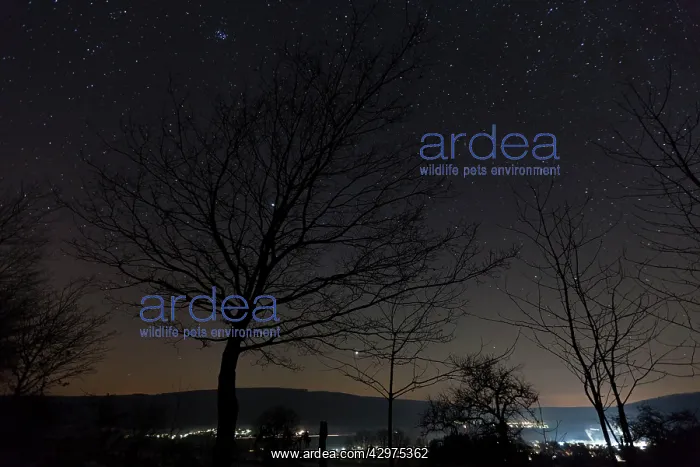 : Starlit Sky - above village in winter : Starlit Sky - above village in winter
