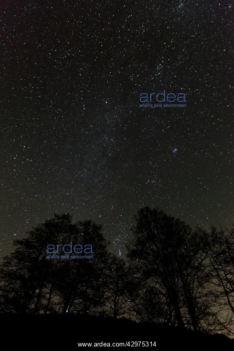 : Starlit Sky - in winter : Starlit Sky - in winter