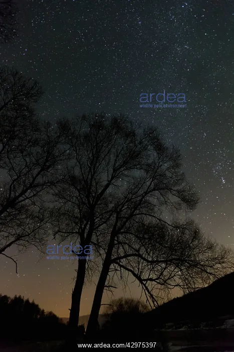 : Starlit Sky - in winter : Starlit Sky - in winter