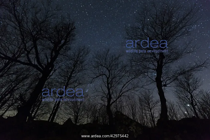 : Starlit Sky - in winter : Starlit Sky - in winter