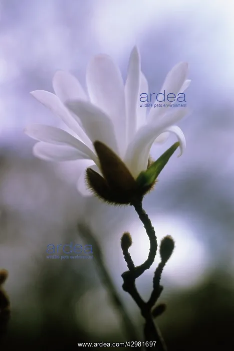 : Starmagnolia : Starmagnolia