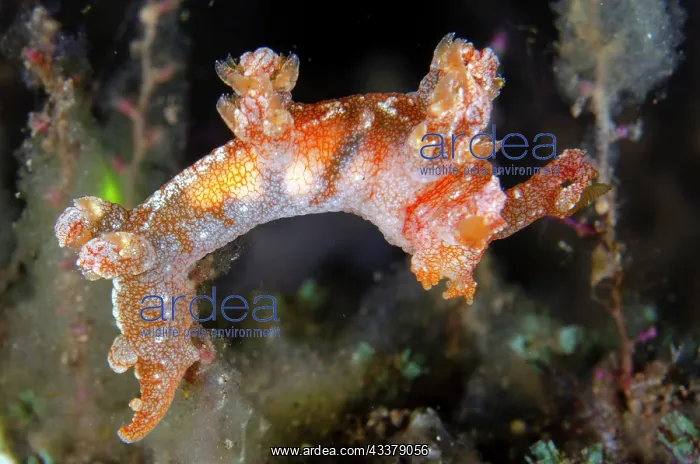 : Starry Bornella Nudibranch : Starry Bornella Nudibranch