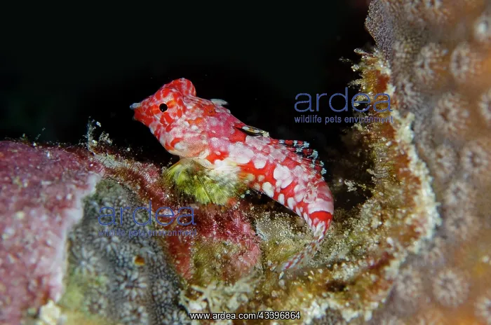 : Starry Dragonet : Starry Dragonet