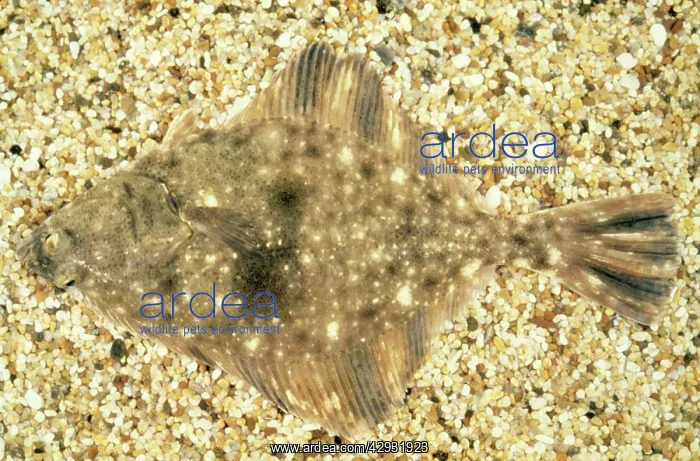 : STARRY FLOUNDER - CAMOUFLAGED : STARRY FLOUNDER - CAMOUFLAGED