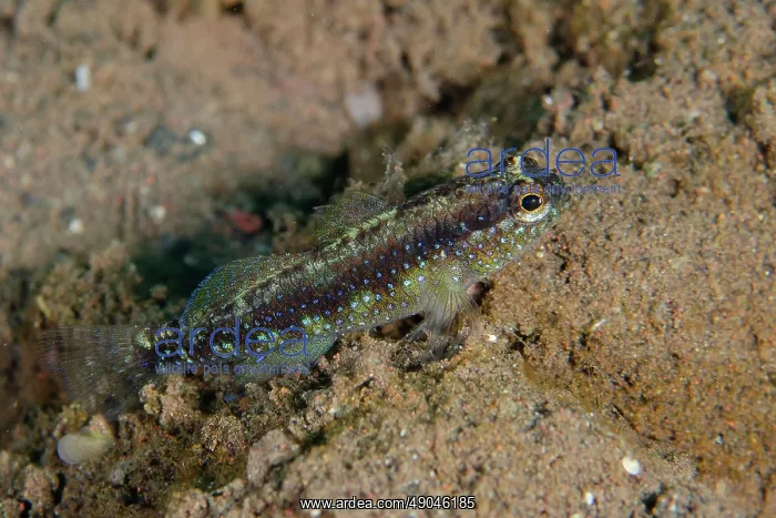: Starry Goby : Starry Goby