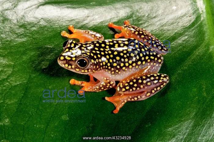 : Starry Night Reed Frog, Heterixalus alboguttatus : Starry Night Reed Frog, Heterixalus alboguttatus