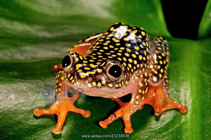 : Starry Night Reed Frog, Heterixalus alboguttatus : Starry Night Reed Frog, Heterixalus alboguttatus