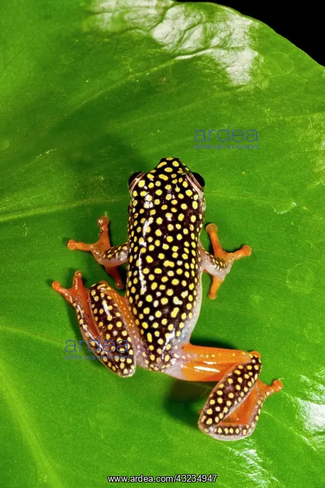 : Starry Night Reed Frog, Heterixalus alboguttatus : Starry Night Reed Frog, Heterixalus alboguttatus