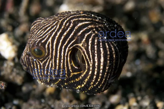 : Starry Puffer juvenile with distinctive lines : Starry Puffer juvenile with distinctive lines