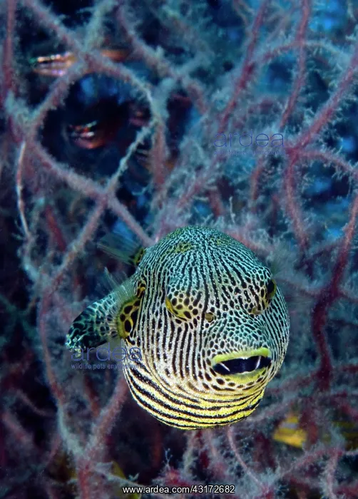 : Starry Pufferfish : Starry Pufferfish