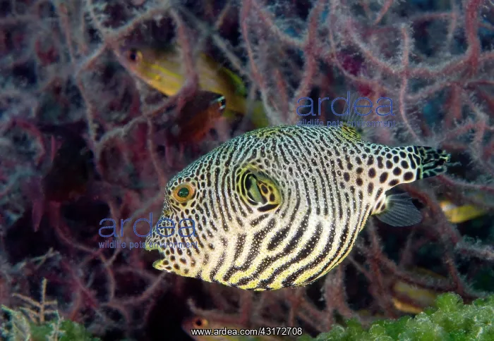 : Starry Pufferfish : Starry Pufferfish
