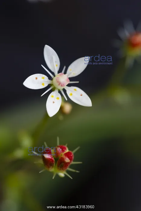 : Starry saxifrage (Micranthes stellaris), Forlet : Starry saxifrage (Micranthes stellaris), Forlet