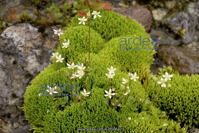 : Starry saxifrage in mossy flush, with Philonotis fontana : Starry saxifrage in mossy flush, with Philonotis fontana