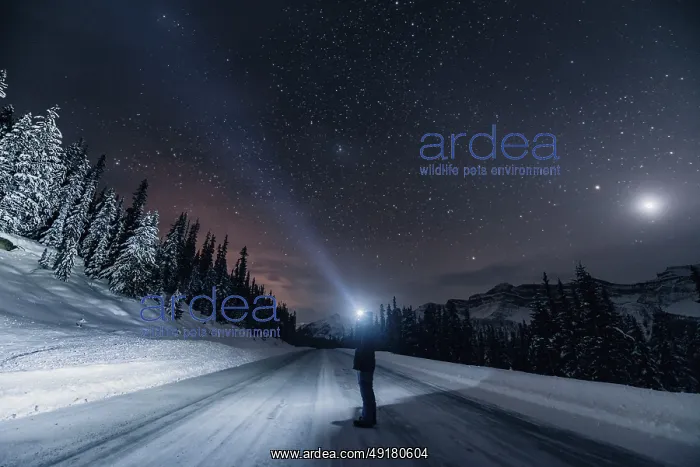  : Starry sky during a winter road trip on the Icefields Parkway with lots of snow and ice