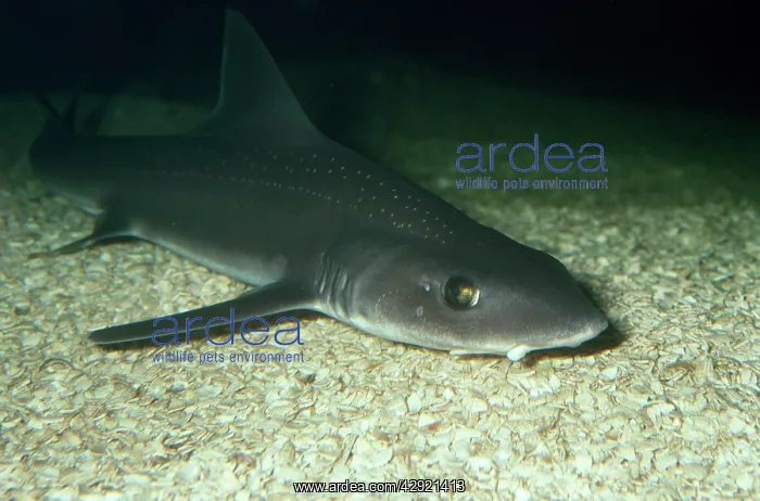 : Starry Smooth Hound Shark : Starry Smooth Hound Shark